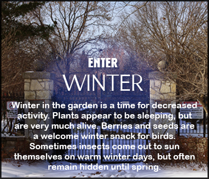 Winter in the garden is a time for decreased activity. Plants appear to be sleeping, but are very much alive. Berries and seeds are a welcome winter snack for birds. Sometimes insects come out to sun themselves on warm winter days, but often remain hidden until spring.